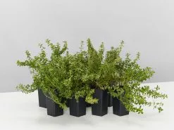 Thymus X Citriodorus Variegated Lemon Thyme