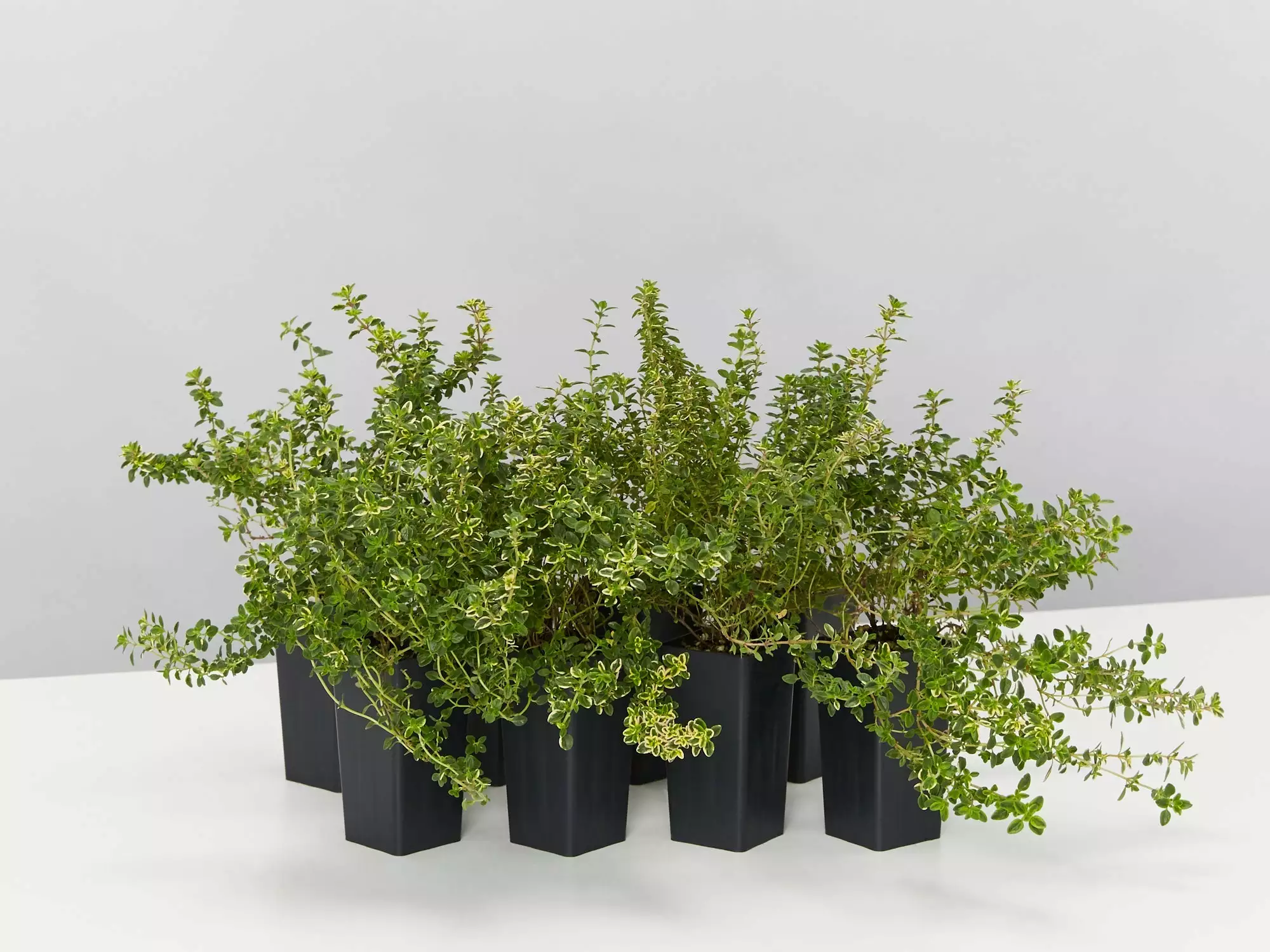 Thymus X Citriodorus Variegated Lemon Thyme 3 Thymus X Citriodorus Variegated Lemon Thyme