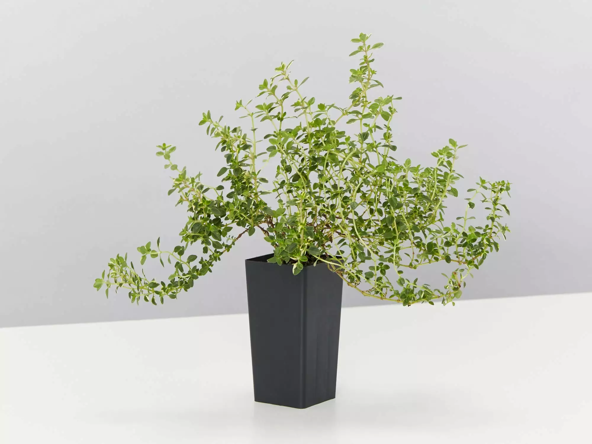 Thymus X Citriodorus Variegated Lemon Thyme 5 Thymus X Citriodorus Variegated Lemon Thyme - Image 3