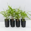 Thysanolaena Maxima Tiger Grass -Plants in a Box Sales Shop ThysanolaenaMaxima 8 plants d7cce016 5362 4c09 9277 e8842ab5887a