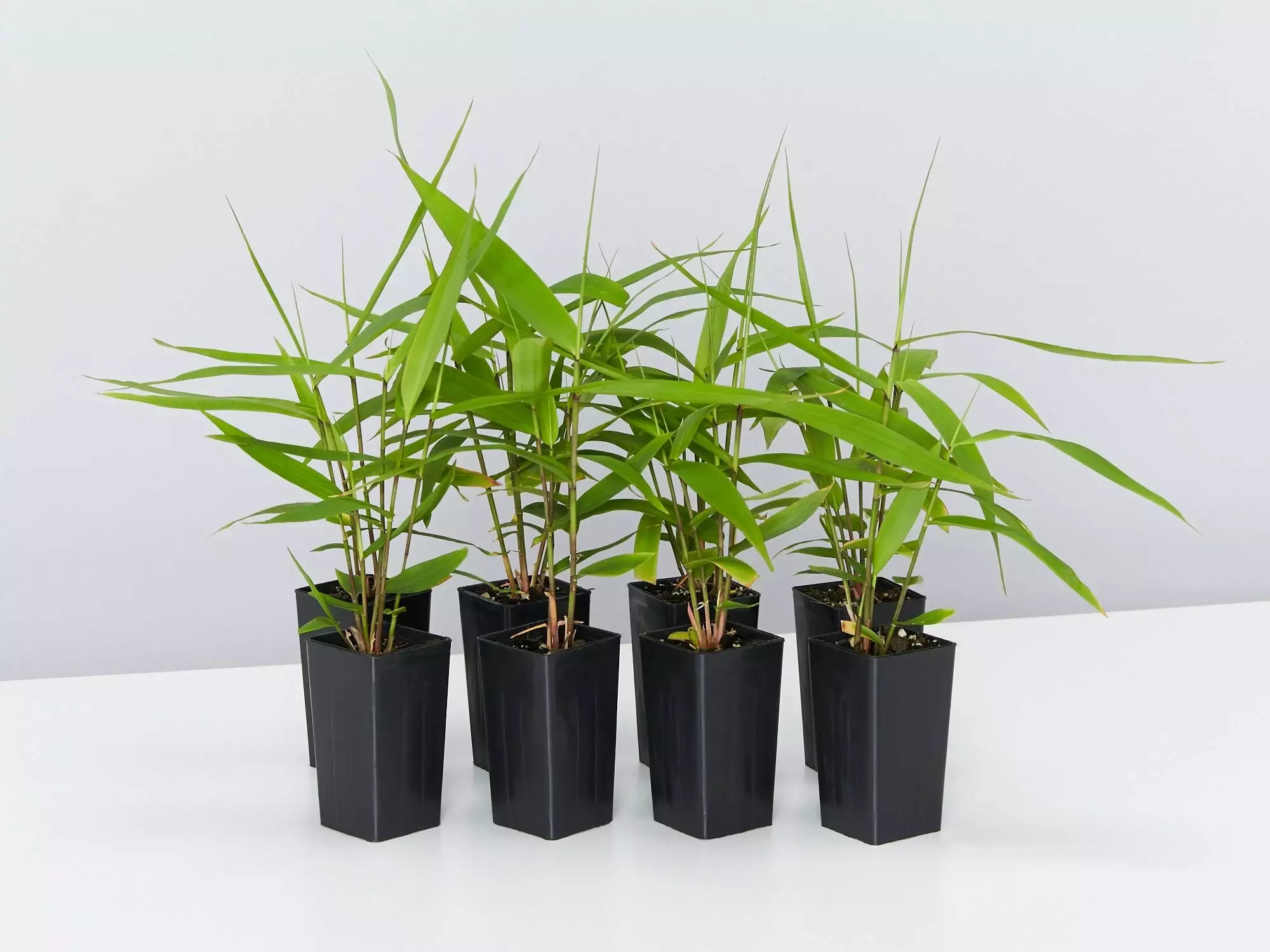 Thysanolaena Maxima Tiger Grass 3 Thysanolaena Maxima Tiger Grass