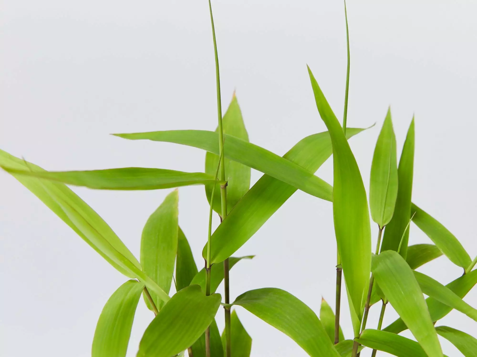 Thysanolaena Maxima Tiger Grass 4 Thysanolaena Maxima Tiger Grass - Image 2