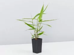 Thysanolaena Maxima Tiger Grass 9 Thysanolaena Maxima Tiger Grass -Plants in a Box Sales Shop ThysanolaenaMaxima single d084826e 530c 4308 92a7 59d65fd0a233