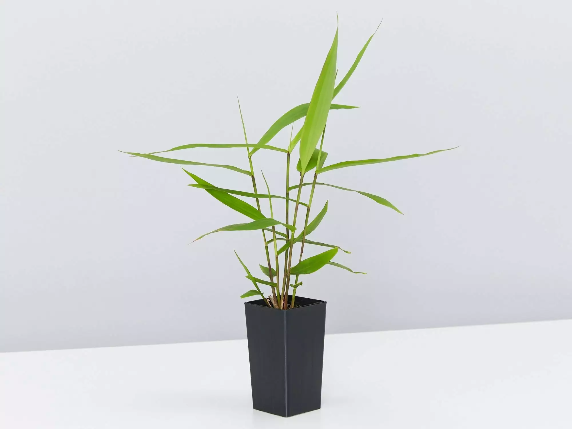 Thysanolaena Maxima Tiger Grass 5 Thysanolaena Maxima Tiger Grass - Image 3