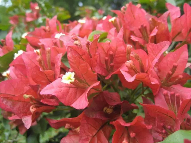 Bougainvillea Tiny Tina - 85mm 6 Bougainvillea Tiny Tina - 85mm - Image 4