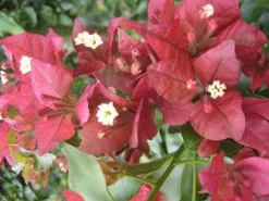 Bougainvillea Tiny Tina -Plants in a Box Sales Shop Tiny Tina 2 57beccdf c189 42d9 b81b 343fef51b57b