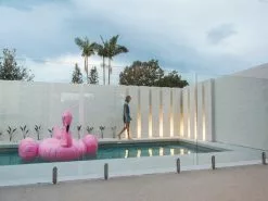 Strelitzia Reginae "Bird Of Paradise" -Plants in a Box Sales Shop Towners 2 95 Edit 4c883177 7c21 4477 9cb1 d5296fb760ca