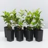 Star Jasmine Hedging Or Ground Cover Pack