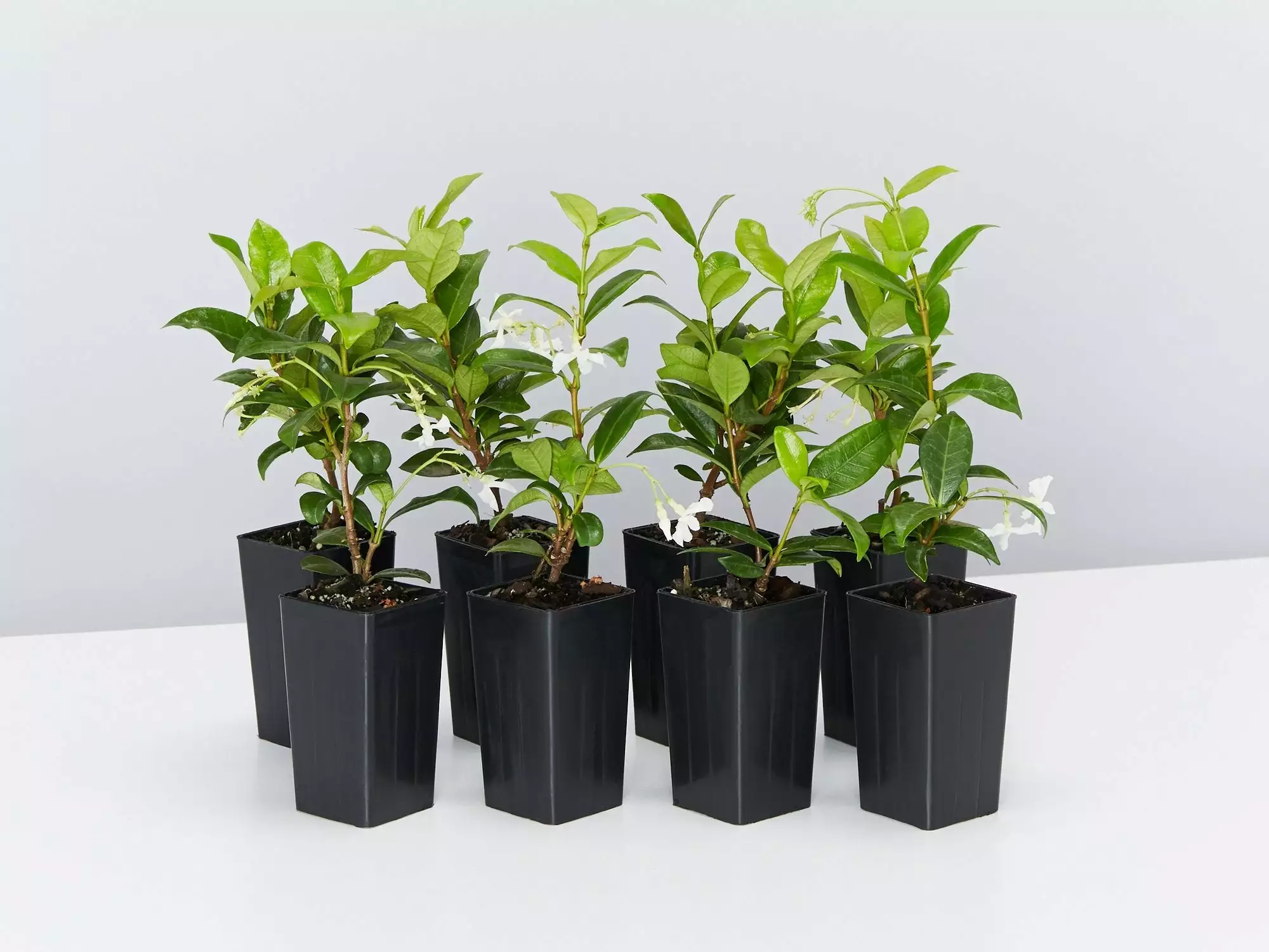 Star Jasmine Hedging Or Ground Cover Pack 3 Star Jasmine Hedging Or Ground Cover Pack
