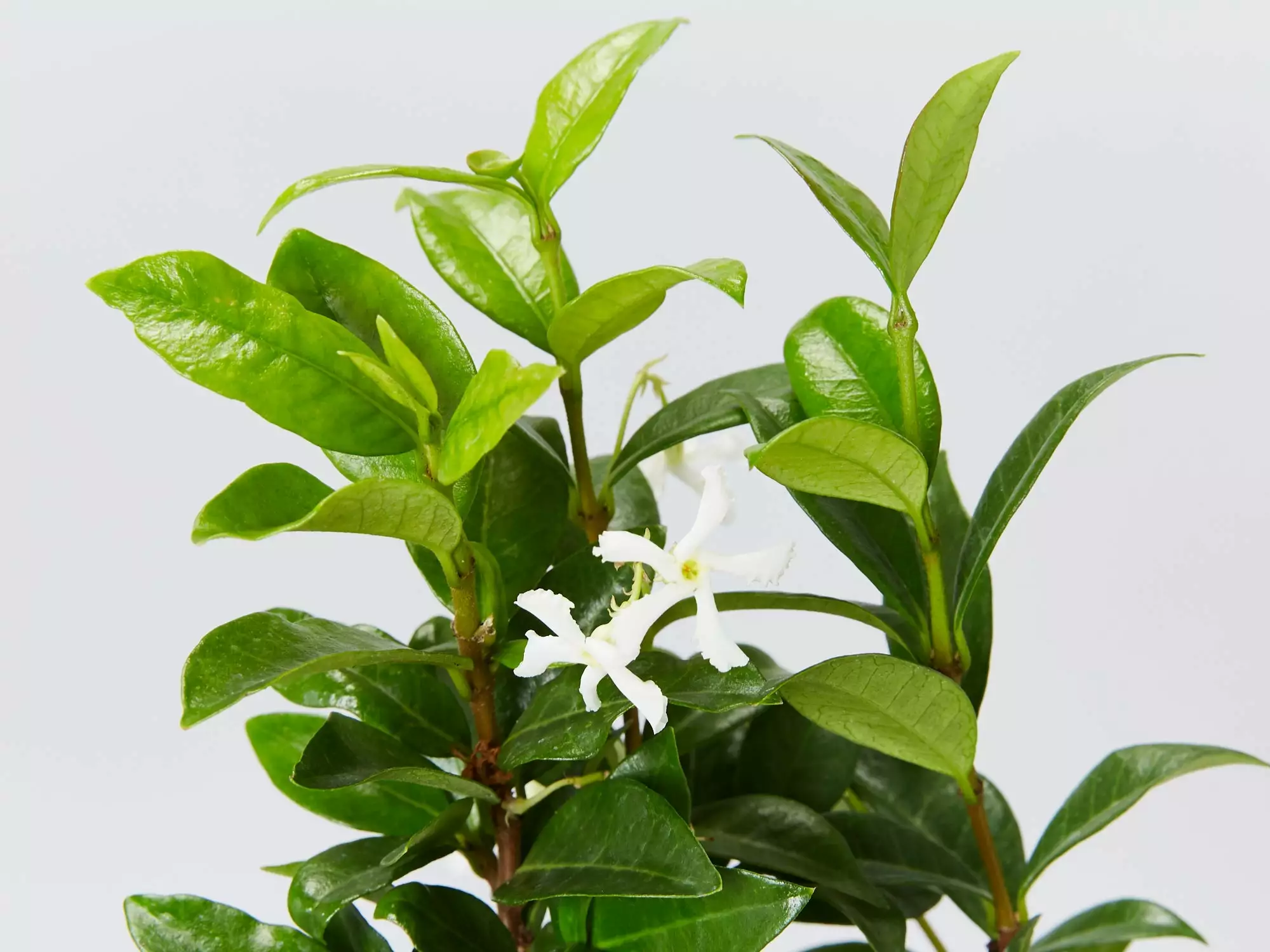 Star Jasmine Hedging Or Ground Cover Pack 7 Star Jasmine Hedging Or Ground Cover Pack - Image 5