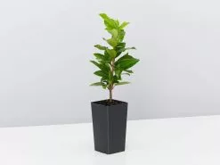 Pet-Friendly Outdoor Plant Box 🈠Non-Toxic 10 Pet-Friendly Outdoor Plant Box 🈠Non-Toxic -Plants in a Box Sales Shop TrachelospermumJasminoides single 1080x a1605aba d0f6 47b8 9b58 0517017302ec