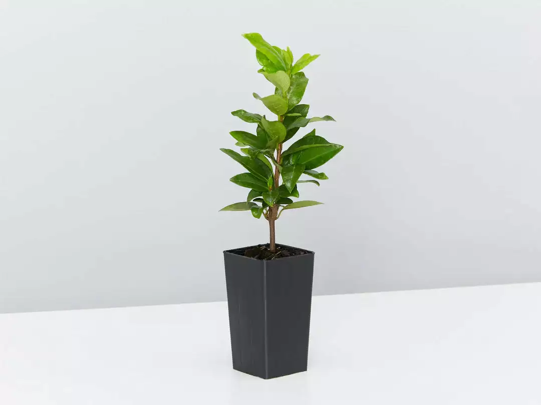 Pet-Friendly Outdoor Plant Box 🈠Non-Toxic 5 Pet-Friendly Outdoor Plant Box 🈠Non-Toxic - Image 3