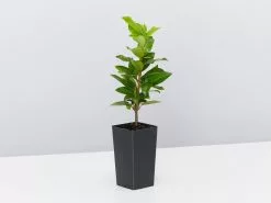 Star Jasmine Hedging Or Ground Cover Pack 19 Star Jasmine Hedging Or Ground Cover Pack -Plants in a Box Sales Shop TrachelospermumJasminoides single 8aa41f4f 6666 477d ac66 5e2cafe36f04