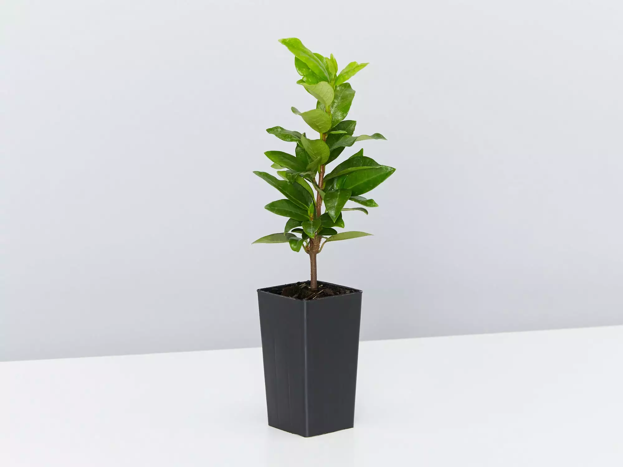 Star Jasmine Hedging Or Ground Cover Pack 10 Star Jasmine Hedging Or Ground Cover Pack - Image 8