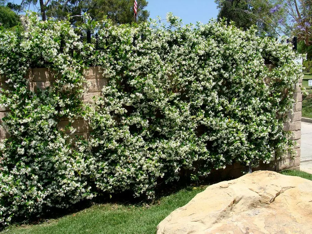 Star Jasmine Hedging Or Ground Cover Pack 4 Star Jasmine Hedging Or Ground Cover Pack - Image 2