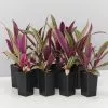 Tradescantia Dwarf Variegated Rhoeo Discolour Pink -Plants in a Box Sales Shop TradescantiaDwarfVariegatedRhoeoDiscolourPink 8plants 1ed37684 4137 4574 b956 4ee2ad41d398