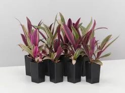 Tradescantia Dwarf Variegated Rhoeo Discolour Pink