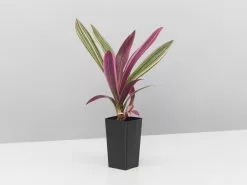 Tradescantia Dwarf Variegated Rhoeo Discolour Pink -Plants in a Box Sales Shop TradescantiaDwarfVariegatedRhoeoDiscolourPink single 54f4ddca 0c83 4c0f 8794 32cf98e6fd9c