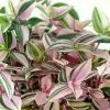 Tradescantia Fluminensis Tricolor With Pot Option -Plants in a Box Sales Shop TradescantiaTricolor01
