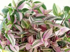 Tradescantia Fluminensis Tricolor With Pot Option