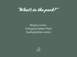 Tropical Mixed Pack 85mm 13 Tropical Mixed Pack 85mm -Plants in a Box Sales Shop TropicalMixedPack85mm