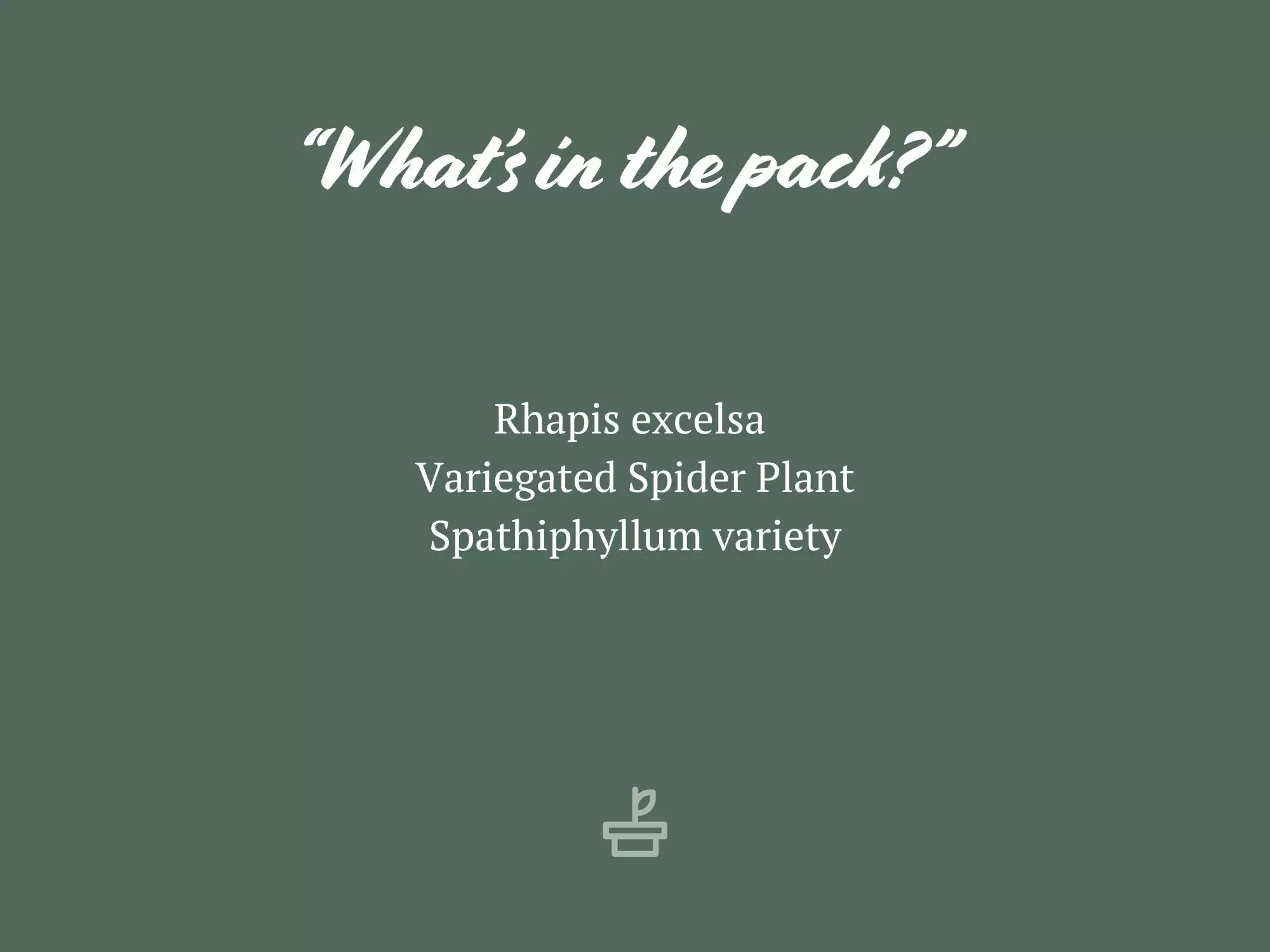 Tropical Mixed Pack 85mm 7 Tropical Mixed Pack 85mm - Image 5