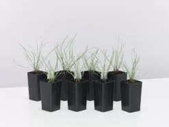 Tulbaghia Cominsii X Violacea Purple Eye 'Society Garlic'