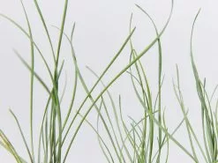 Tulbaghia Cominsii X Violacea Purple Eye 'Society Garlic' -Plants in a Box Sales Shop TulbaghiaCominsiiXViolaceaPurpleEye detail 009d7ddc 3aa1 4c85 9632 e131e15f9fe7