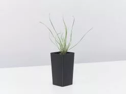 Tulbaghia Cominsii X Violacea Purple Eye 'Society Garlic' -Plants in a Box Sales Shop TulbaghiaCominsiiXViolaceaPurpleEye single 4b7bae2b 47bb 4532 86d3 d0e363d8f429