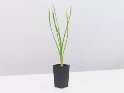 Tulbaghia Violacea -Plants in a Box Sales Shop TulbaghiaViolacea single ea1f8563 9226 4edb bbdf 8db01da5fca3