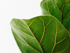 Ficus Lyrata Bambino 14 Ficus Lyrata Bambino -Plants in a Box Sales Shop Untitled design 1 92538801 d049 463b b5bc 695b4a07d869