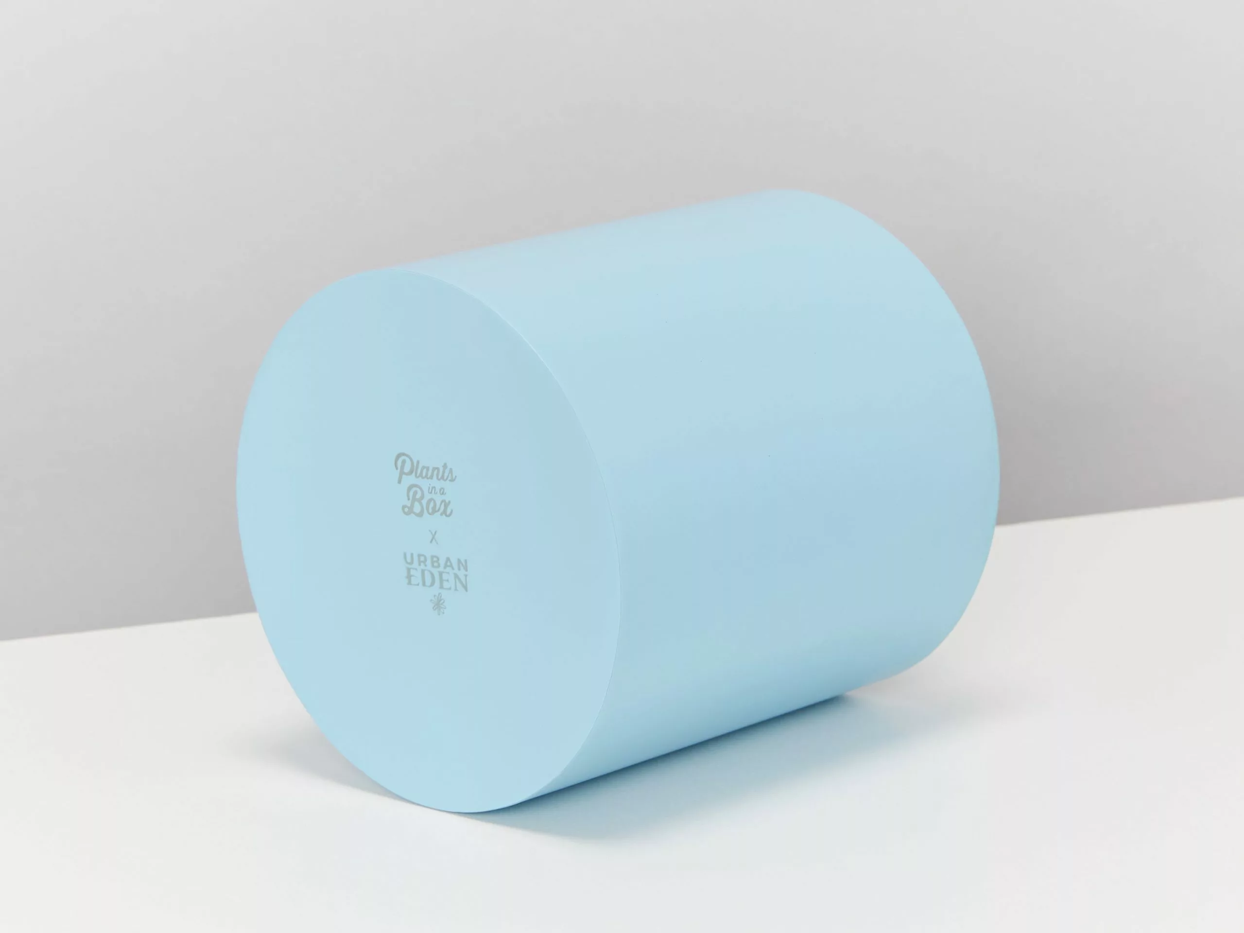 Potted Syngonium White Butterfly - In Sky Blue Vessel 8 Potted Syngonium White Butterfly - In Sky Blue Vessel - Image 6