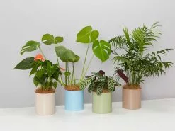 Potted Monstera Deliciosa - In Sage Vessel -Plants in a Box Sales Shop UrbanEdenGroupShot 1 658d1438 e117 49d2 96b2 6b44efba3008