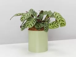 Potted Houseplant Varieties - In Sage Vessel -Plants in a Box Sales Shop UrbanEdenSageCtenantheBurleMarxii