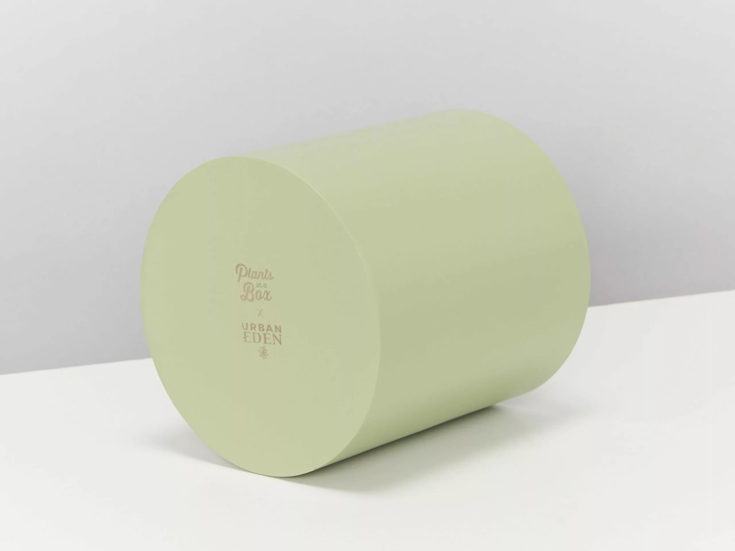 Potted Syngonium Fantasy - In Sage Vessel 9 Potted Syngonium Fantasy - In Sage Vessel - Image 7