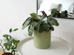 Potted Houseplant Varieties - In Sage Vessel -Plants in a Box Sales Shop UrbanEden IMGSage01