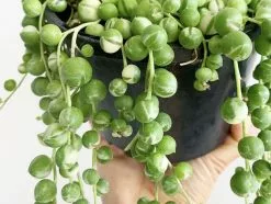 Variegated String Of Pearls - Pot + Plant 19 Variegated String Of Pearls - Pot + Plant -Plants in a Box Sales Shop VStringOfPearls01