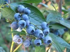 The Edible Plant Box -Plants in a Box Sales Shop Vaccinium corymbosum 01