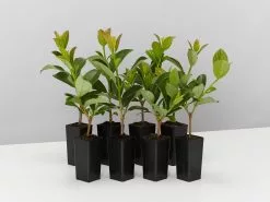 Viburnum Quick Fenceâ„¢ - Box Of Hedges