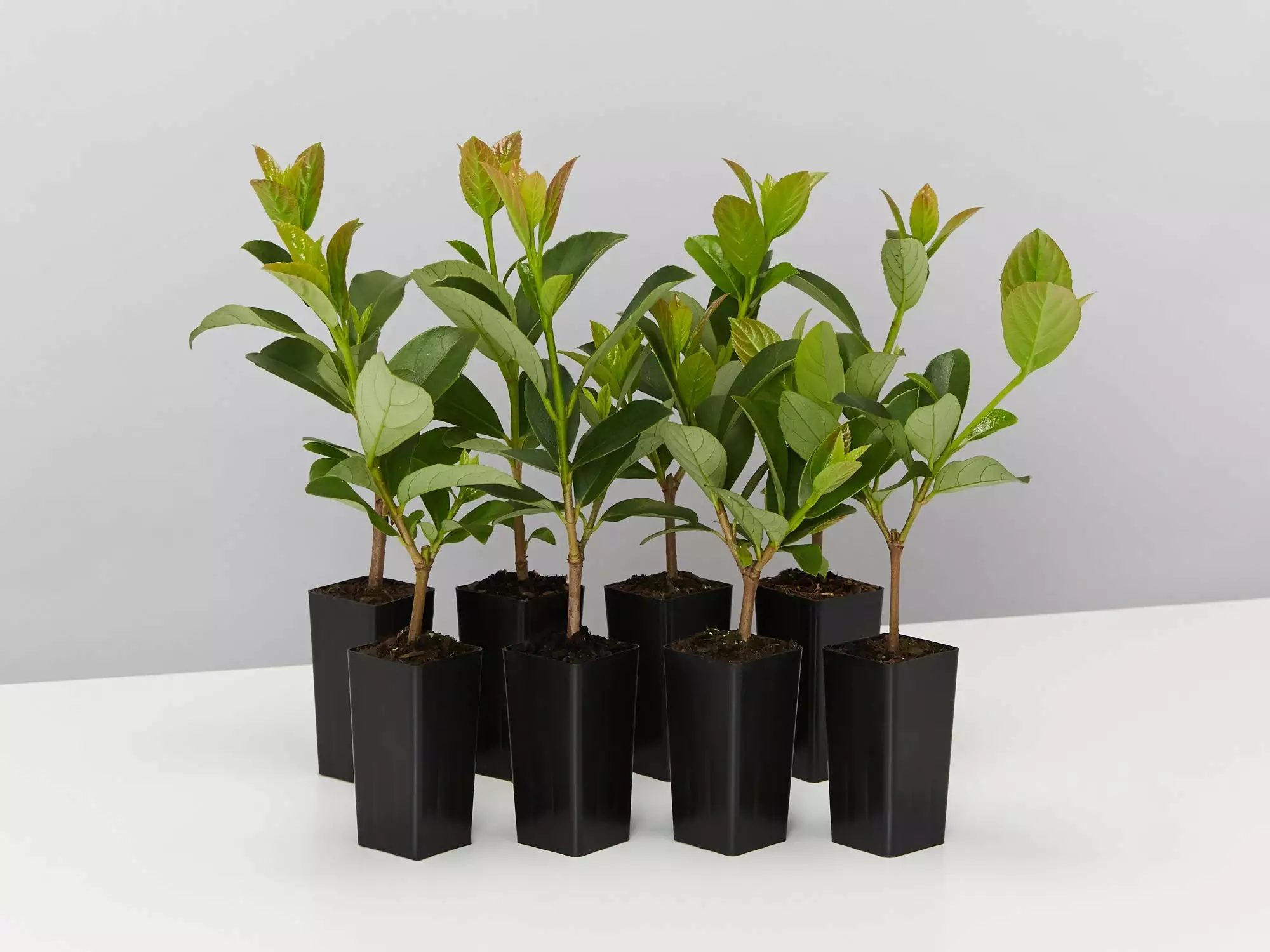 Viburnum Quick Fenceâ„¢ - Box Of Hedges 3 Viburnum Quick Fenceâ„¢ - Box Of Hedges