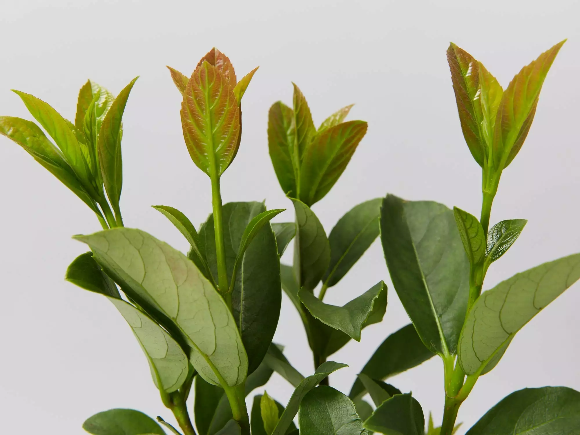 Viburnum Quick Fenceâ„¢ - Box Of Hedges 4 Viburnum Quick Fenceâ„¢ - Box Of Hedges - Image 2