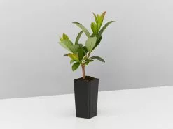 Viburnum Quick Fenceâ„¢ - Box Of Hedges 9 Viburnum Quick Fenceâ„¢ - Box Of Hedges -Plants in a Box Sales Shop ViburnumQuickFence single 3a5b8bf7 62dc 4657 907a bbcc6da213e0