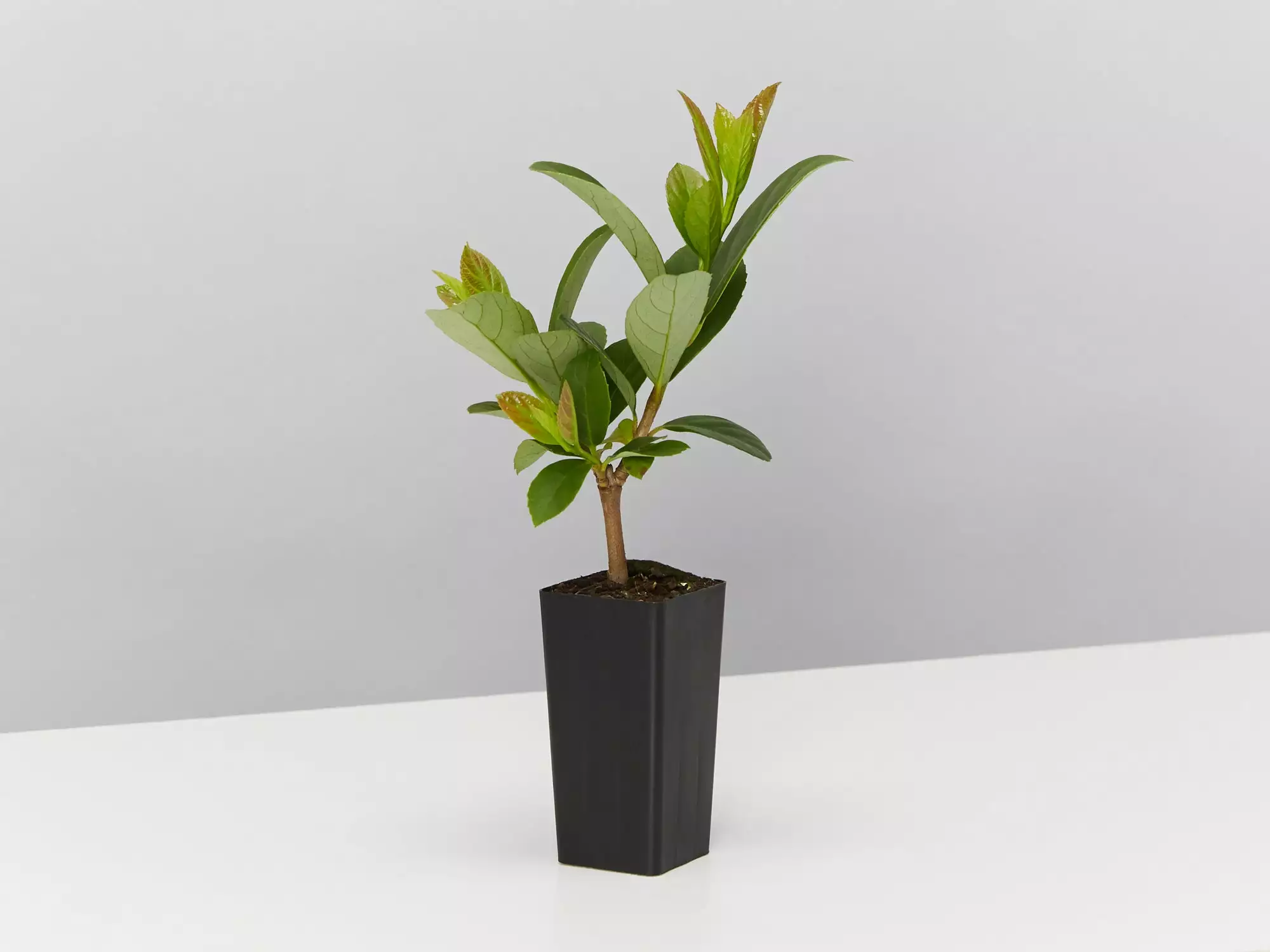 Viburnum Quick Fenceâ„¢ - Box Of Hedges 5 Viburnum Quick Fenceâ„¢ - Box Of Hedges - Image 3