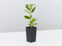 Pretty In Pink Outdoor Bloom Box -Plants in a Box Sales Shop ViburnumTinus single 1080x 0a96c652 390e 423e bf9e 5f1d802c915d