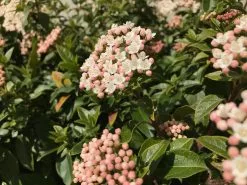 Pretty In Pink Outdoor Bloom Box -Plants in a Box Sales Shop Viburnum tinus 2 1080x 08a2dac7 7075 4e1d b895 0e187b040722