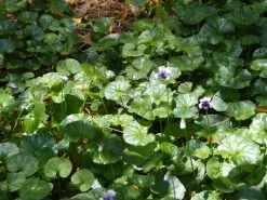 Viola Hederacea Native Violet -Plants in a Box Sales Shop Viola hederacea e89a97cd 630d 46d7 898b 527e667603fd