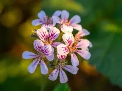 Australian Native Flowering Box -Plants in a Box Sales Shop W8A8628
