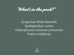 The Box Of Houseplants That Can Grow In Water -Plants in a Box Sales Shop WaterPropagationPack 3