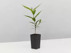 The Weeping Lilly Pilly (Waterhousia Floribunda) -Plants in a Box Sales Shop WaterhousiaFloribunda single 1 a7440d00 62a2 4b6c 88e7 7738ce296a27