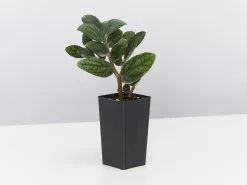 Pellionia Pulchra -Plants in a Box Sales Shop WatermelonPellionia single 529bb1f0 26c8 41fa b544 9840e6a35db2